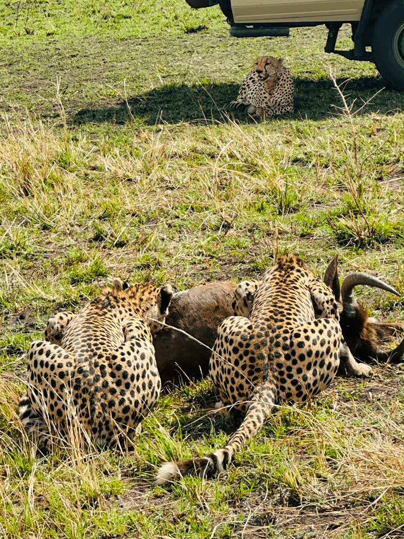 9-Day Wildlife & Beach Escape